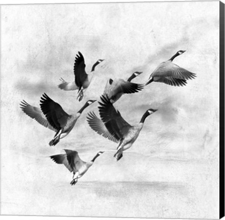 Framed Birds Fly Away 2 Print
