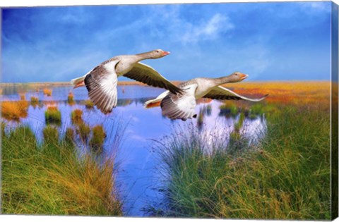 Framed Birds In Nature Print