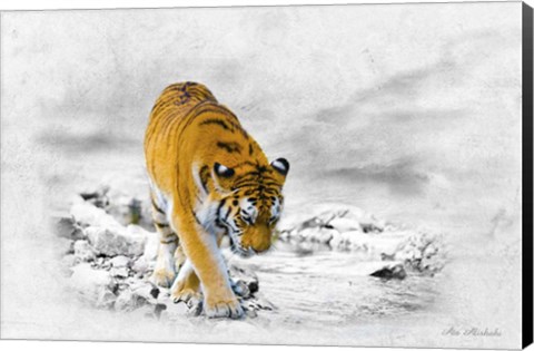 Framed King Tiger Print