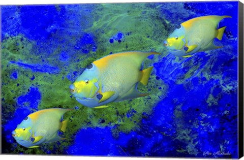 Framed Fish Art 1 Print