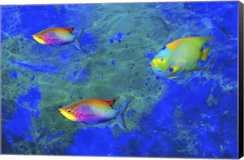 Framed Fish Art 2 Print