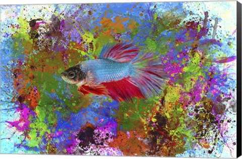 Framed Fish Art 5 Print