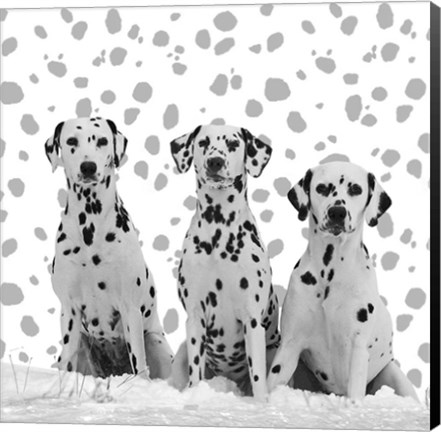 Framed Dalmatian Print