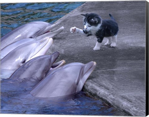 Framed Kitty Kitty Print