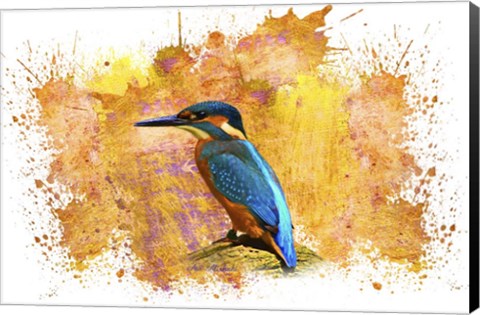 Framed Bird Collection 2 Print