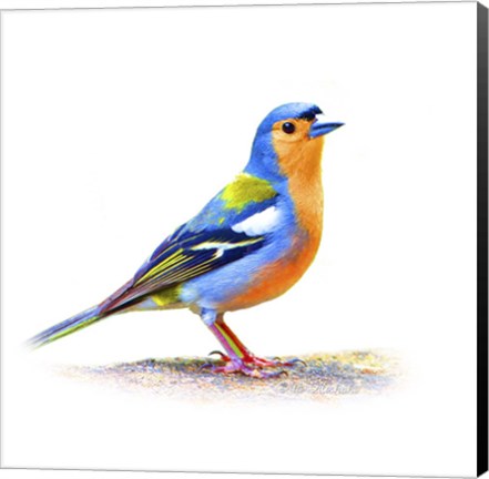 Framed Bird Collection 11 Print