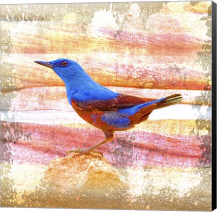 Framed Bird Collection 14 Print