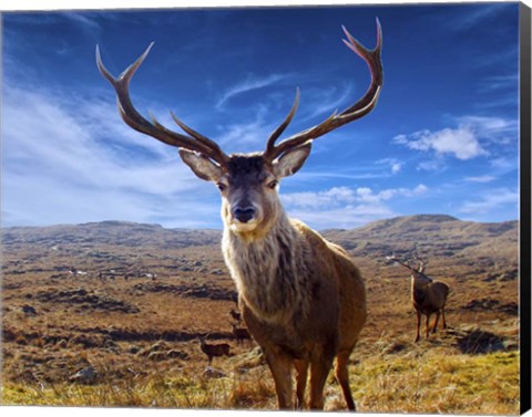 Framed Wild Life M6 Print