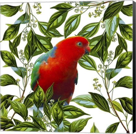 Framed Bird Collection 18 Print