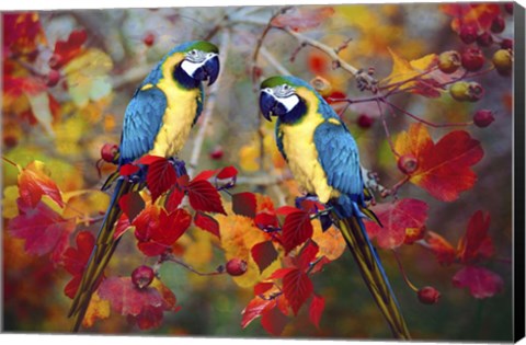 Framed Bird Collection 19 Print