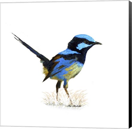 Framed Bird Collection 21 Print