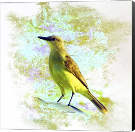 Framed Bird Collection 22 Print