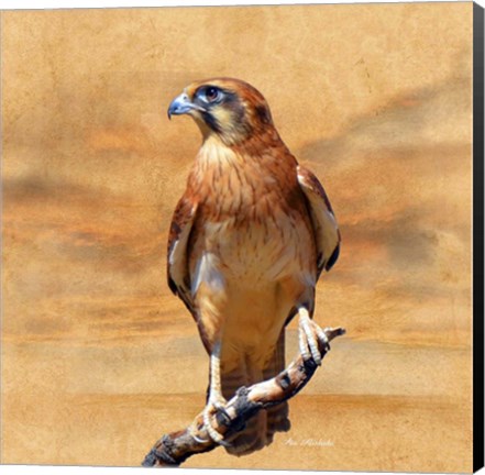 Framed Bird Collection 27 Print