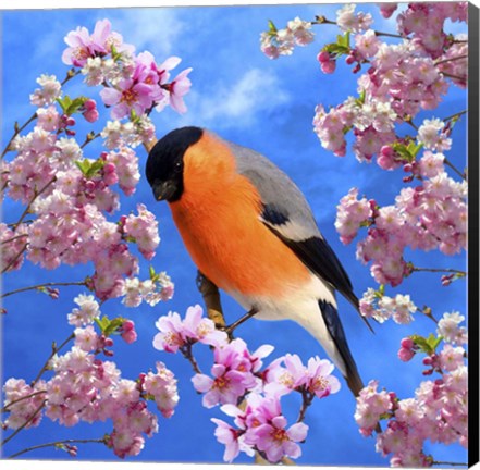 Framed Bird Collection 28 Print