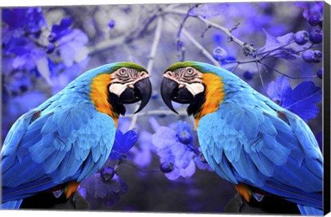 Framed Bird Collection 32 Print