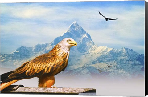 Framed Bird Collection 34 Print