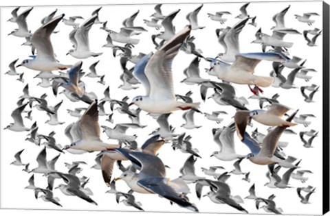 Framed Bird Collection 35 Print