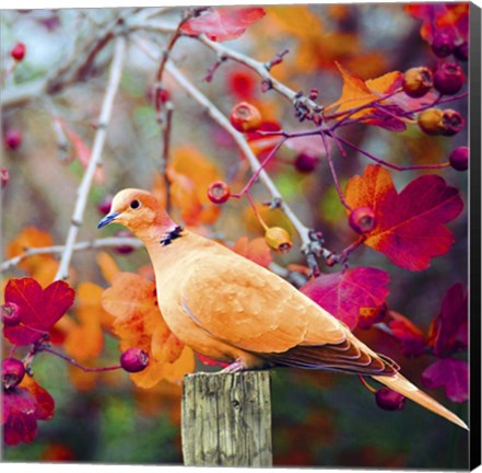 Framed Bird Collection 37 Print