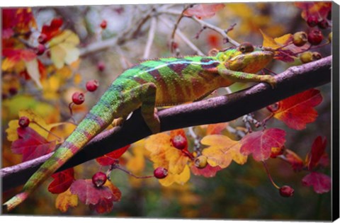 Framed Chameleons Print