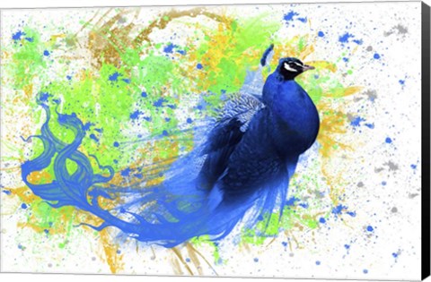 Framed Peacock Tail Print