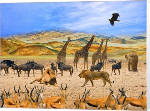 Framed Lion African Safari 1A Print