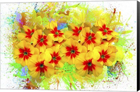 Framed Flowers Explosion SEP2 Print