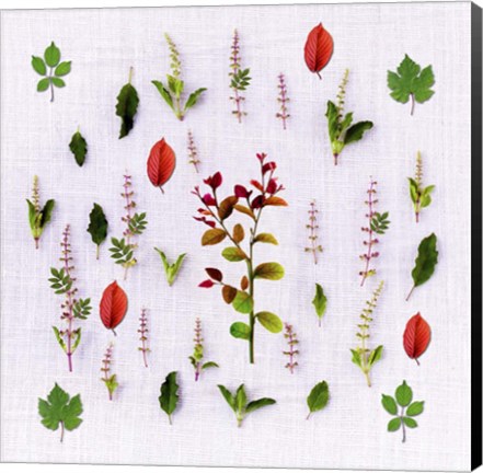 Framed Herbs Print