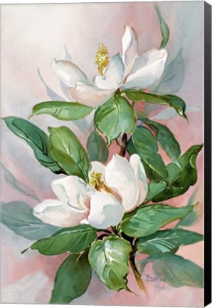Framed Classic Magnolia A Print