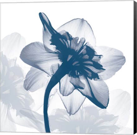 Framed Daffodil dance Print