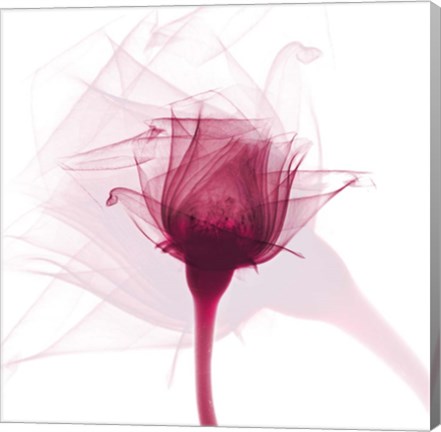 Framed Rose Dance Print