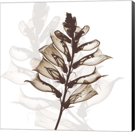 Framed Foxglove Dance Print