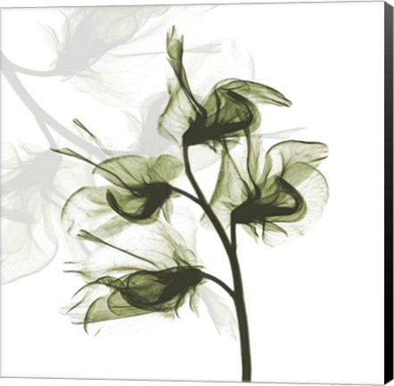Framed Sweet Pea Dance Print