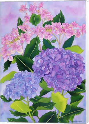 Framed Hydrangea Wonder Print