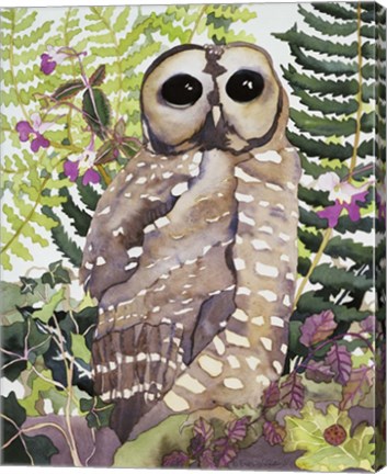 Framed Spotted Owl Print