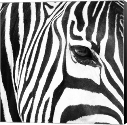 Framed Zebra Up Close Print