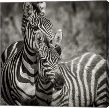 Framed Zebra Pair Print