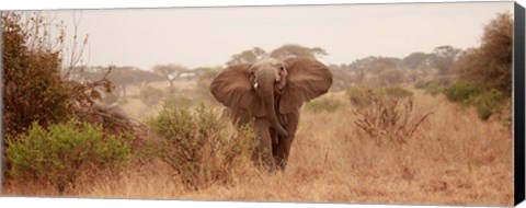 Framed Elephant in the Savannah Print