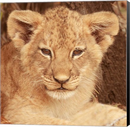 Framed Lion Cub Print