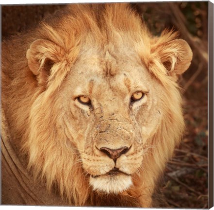 Framed Lion Up Close Print