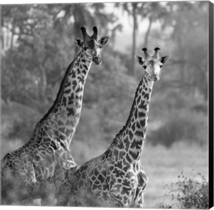 Framed Pair of Giraffes Print