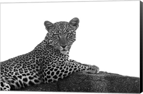 Framed Leopard in Black and White Print