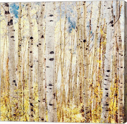 Framed Birch Grove Print