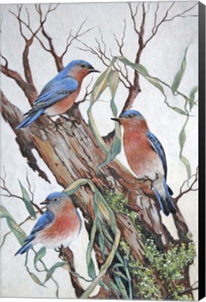 Framed Bluebirds at Rest Print