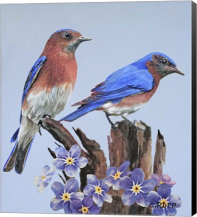 Framed Eastern Bluebird Duo Print
