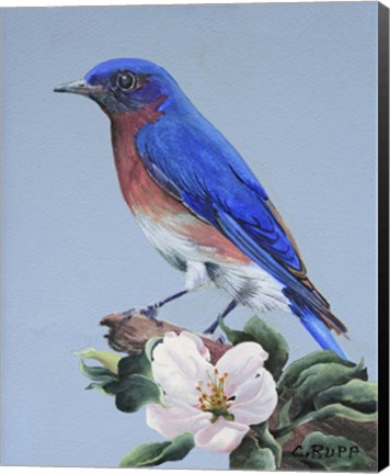 Framed Eastern Bluebird Print