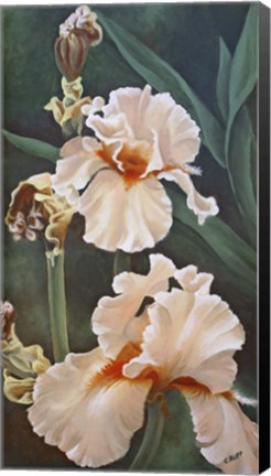 Framed Peach Beauty Print