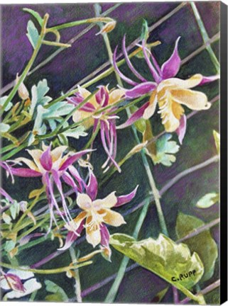 Framed Pink and Gold Columbine Print