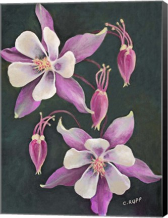 Framed Pink Columbine Print