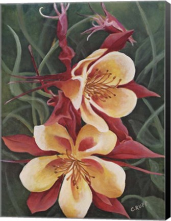 Framed Red and Yellow Columbine Print