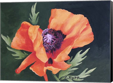 Framed Red Poppy I Print